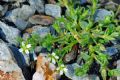 Cerastium diffusum